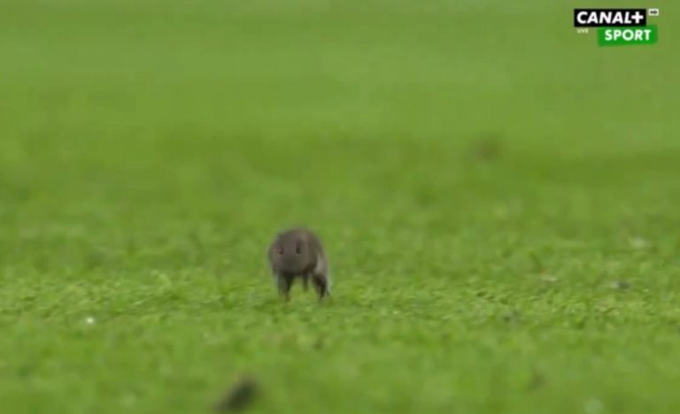 Watch: The moment a mouse appeared on the pitch of the Manchester City and Sheffield United match.