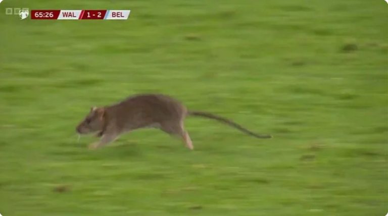Watch the moment a mouse invaded the pitch during the Wales vs. Belgium World Cup qualifiers match, and the crazy reaction from Thibaut Courtois, the Real Madrid goalkeeper.